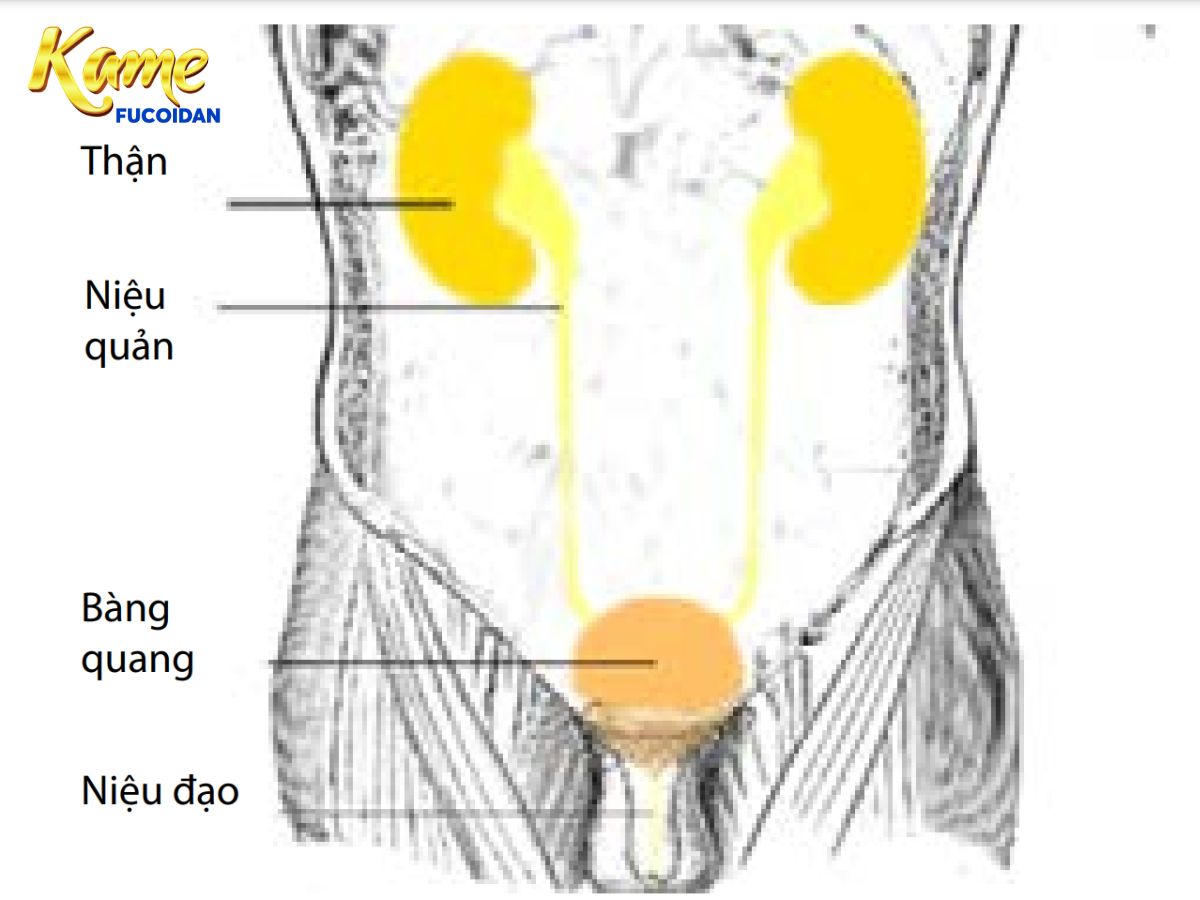 Giới thiệu chung về viêm bàng quang